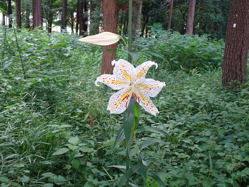 ヤマユリの花