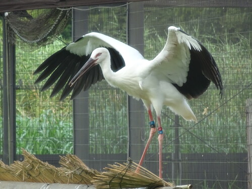 飼育観察棟のケージで羽ばたく