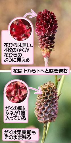 ワレモコウの画像その2。花びらは無い。4枚のがくが花びらのように見える。花は上から下へと咲き進む。がくの奥にタネが1個入っている。がくは果実期もそのまま残る。