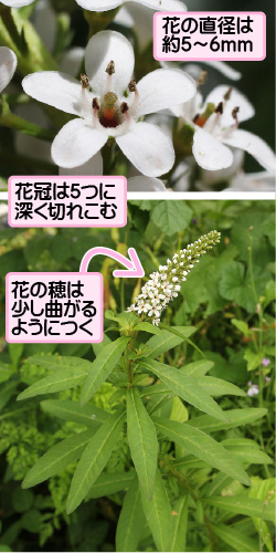 イヌヌマトラノオの画像その1。花の直径は約5から6ミリメートル。花冠は5つに深く切れこむ。花の穂は少し曲がるようにつく。