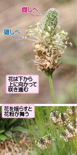 ヘラオオバコの画像その2。雌しべ／雄しべ。花は下から上に向かって咲き進む。花を揺らすと花粉が舞う。