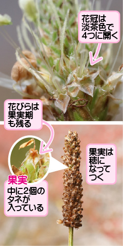 ヘラオオバコの画像その3。花冠は淡茶色で4つに開く。花びらは果実期も残る。果実。中に2個のタネが入っている。果実は穂になってつく。