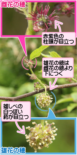 ヒメコウゾの画像その1。雌花の穂。赤紫色の柱頭が目立つ。雄花の穂は雌花の穂より下につく。雄しべの白っぽい葯が目立つ。雄花の穂。