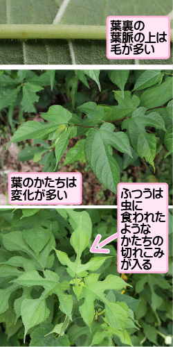 ヒメコウゾの画像その3。葉裏の葉脈の上は毛が多い。葉のかたちは変化が多い。ふつうは虫に食われたようなかたちの切れこみが入る。