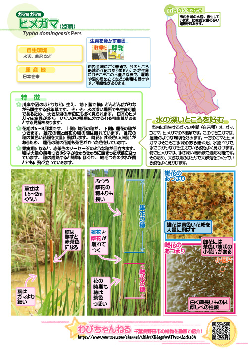 ヒメガマの図鑑