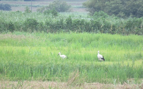 江川地区の田んぼを歩く「リン」と「ミズキ」