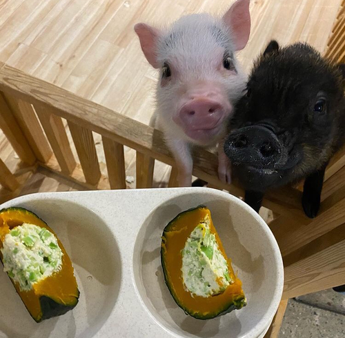 スイカ風かぼちゃ枝豆豆腐