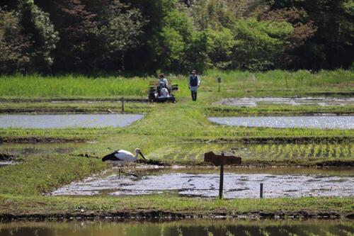 江川地区にて（　2021年4月27日撮影）