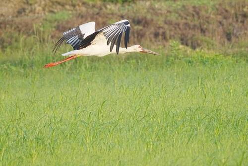 木間ケ瀬地区にて、　カズ（2021年5月25日撮影）