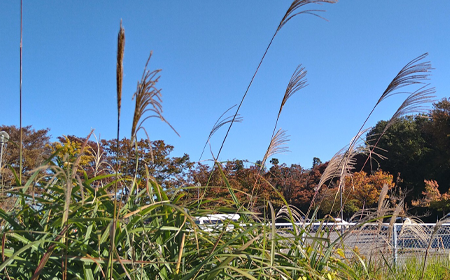 小さい秋を見つけた座生川画像