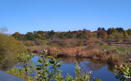小さい秋を見つけた座生川の画像