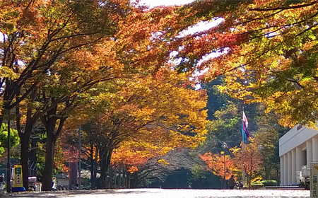 小さい秋を見つけた座生川の画像
