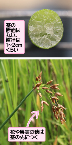 フトイの画像その2。茎の断面は丸い。直径は1から2センチメートルくらい。花や果実の穂は茎の先につく。