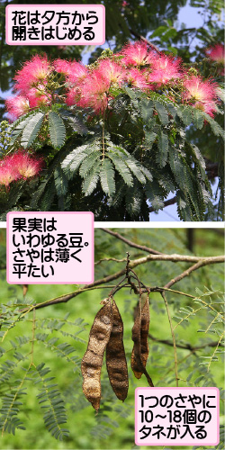 ネムノキの画像その1。花は夕方から開きはじめる。果実はいわゆる豆。さやは薄く平たい。1つのさやに10から18個のタネが入る。