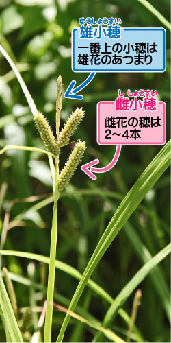 アイノコシラスゲの画像その1。雄小穂。一番上の小穂は雄花のあつまり。雌小穂。雌花の穂は2から4本。