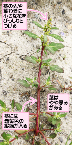 ウラジロアカザの画像その1。茎の先や葉わきに小さな花をびっしりとつける。葉はやや厚みがある。茎には赤紫色の縦筋が入る。