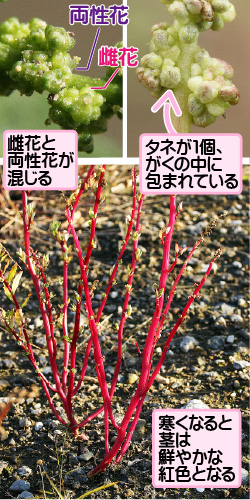 ウラジロアカザの画像その3。両性花／雌花。雌花と両性花が混じる。タネが1個、がくの中に包まれている。寒くなると茎は鮮やかな紅色となる。