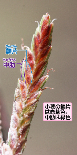 イガガヤツリの画像その2。鱗片／中肋。小穂の鱗片は赤茶色。中肋は緑色。