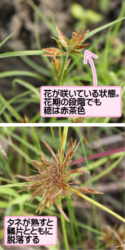 イガガヤツリの画像その3。花が咲いている状態。花期の段階でも穂は赤茶色。タネが熟すと鱗片とともに脱落する。
