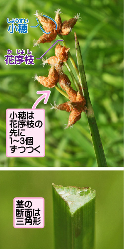 サンカクイの画像その2。小穂／花序枝。小穂は花序枝の先に1から3個ずつつく。茎の断面は三角形。