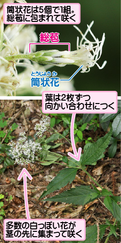 ヒヨドリバナの画像その1。筒状花は5個で1組。総苞に包まれて咲く。総苞／筒状花。葉は2枚ずつ向かい合わせにつく。多数の白っぽい花が茎の先に集まって咲く。