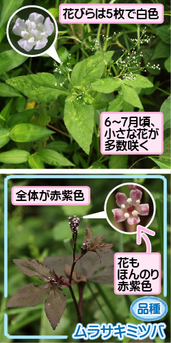 ミツバの画像その1。花びらは5枚で白色。6から7月頃、小さな花が多数咲く。品種・ムラサキミツバ。全体が赤紫色。花もほんのり赤紫色。