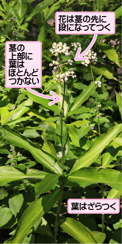 ヤブミョウガの画像その1。花は茎の先に段になってつく。茎の上部に葉はほとんどつかない。葉はざらつく。