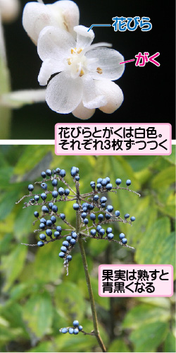 ヤブミョウガの画像その2。花びら／がく。花びらとがくは白色。それぞれ3枚ずつつく。果実は熟すと青黒くなる。