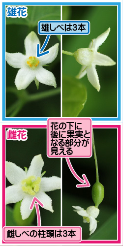 スズメウリの画像その2。雄花。雄しべは3本。雌花。花の下に後に果実となる部分が見える。雌しべの柱頭は3本。