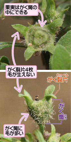 ハシカグサの画像その2。果実はがく筒の中にできる。がく裂片4枚毛が生えない。がく筒に毛が多い。がく裂片／がく筒。
