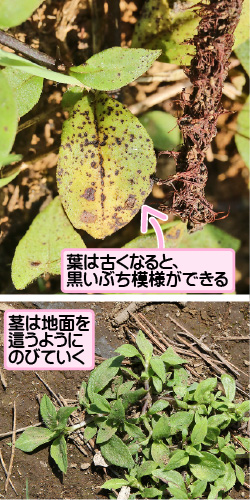 ハシカグサの画像その3。葉は古くなると、黒いぶち模様ができる。茎は地面を這うようにのびていく。