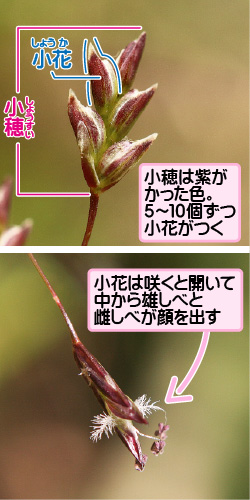 カゼクサの画像その2。小花／小穂。小穂は紫がかった色。5から10個ずつ小花がつく。小花は咲くと開いて中から雄しべと雌しべが顔を出す。