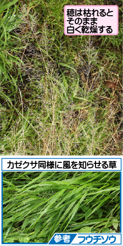 カゼクサの画像その3。穂は枯れるとそのまま白く乾燥する。カゼクサ同様に風を知らせる草。参考フウチソウ。