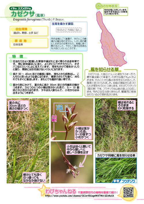 カゼクサの図鑑