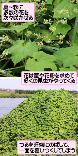 アレチウリの画像その1。夏から秋に多数の花を次々咲かせる。花は蜜や花粉を求めて多くの昆虫がやってくる。つるを旺盛にのばして、一面を覆いつくしてしまう。