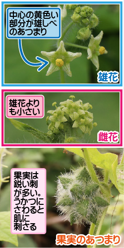 アレチウリの画像その2。雄花。中心の黄色い部分が雄しべのあつまり。雌花。雄花よりも小さい。果実のあつまり。果実は鋭い刺が多い。うかつにさわると肌に刺さる。