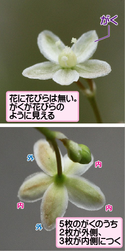 ザクロソウの画像その2。がく。花に花びらは無い。がくが花びらのように見える。外/内/内/外/内。5枚のがくのうち2枚が外側、3枚が内側につく。