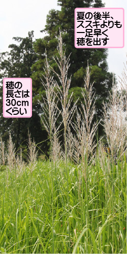 ワセオバナの画像その1。夏の後半、ススキよりも一足早く穂を出す。穂の長さは30センチメートルくらい。
