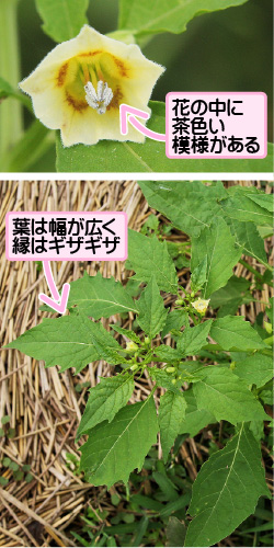 ヒロハフウリンホオズキの画像その1。花の中に茶色い模様がある。葉は幅が広く縁はギザギザ。