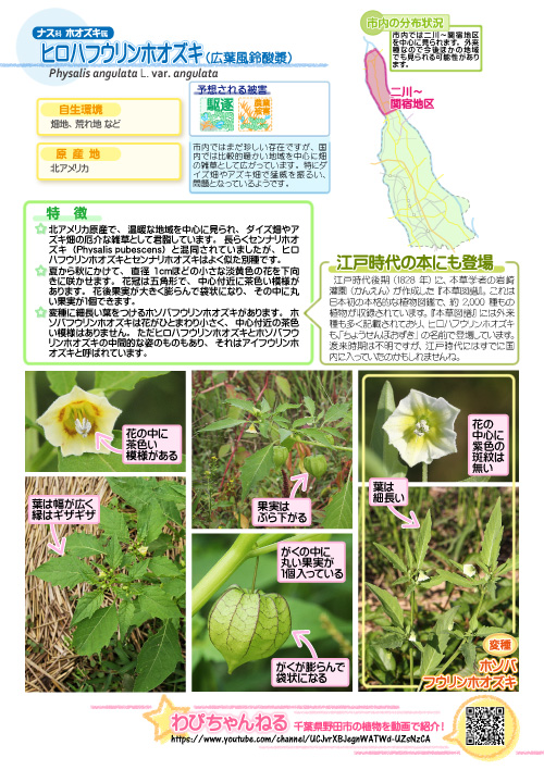 ヒロハフウリンホオズキの図鑑