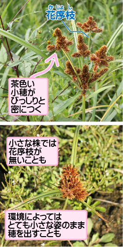 ヌマガヤツリの画像その1。花序枝。茶色い小穂がびっしりと密につく。小さな株では花序枝が無いことも。環境によってはとても小さな姿のまま穂を出すことも。