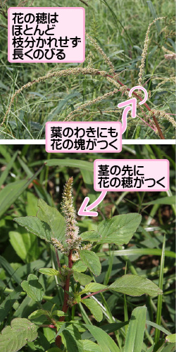 ハリビユの画像その1。花の穂はほとんど枝分かれせず長くのびる。葉のわきにも花の塊がつく。茎の先に花の穂がつく。