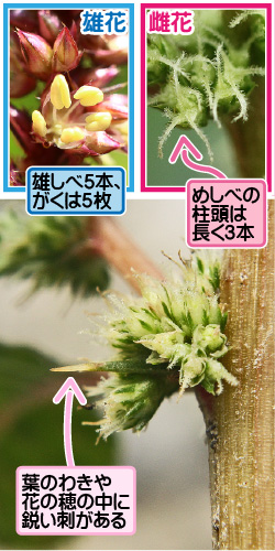 ハリビユの画像その2。雄花。雄しべ5本、がくは5枚。雌花。めしべの柱頭は長く3本。葉のわきや花の穂の中に鋭い刺がある。