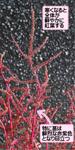 ハリビユの画像その3。寒くなると全体が鮮やかに紅葉する。特に茎は鮮烈な赤紫色となり目立つ。
