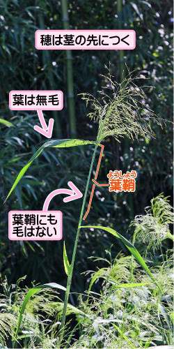 ヌカキビの画像その1。穂は茎の先につく。葉は無毛。葉鞘。葉鞘にも毛はない。