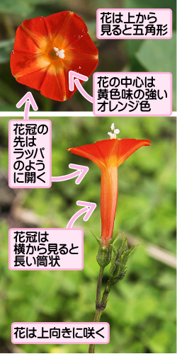 マルバルコウの画像その2。花は上から見ると五角形。花の中心は黄色味の強いオレンジ色。花冠の先はラッパのように開く。花冠は横から見ると長い筒状。花は上向きに咲く。