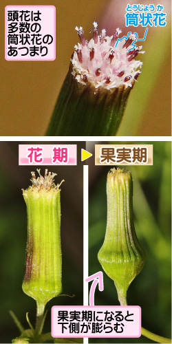 ダンドボロギクの画像その2。頭花は多数の筒状花のあつまり。筒状花。花期/果実期。果実期になると下側が膨らむ。