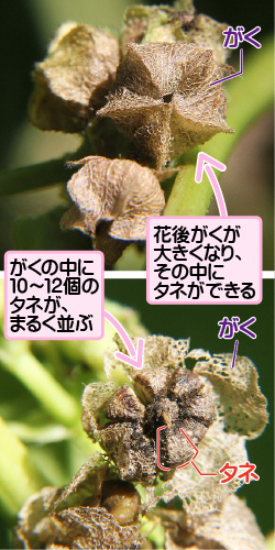 フユアオイの画像その2。がく。花後がくが大きくなり、その中にタネができる。がくの中に10から12個のタネが、まるく並ぶ。がく／タネ。