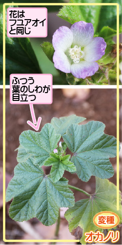 フユアオイの画像その3。変種・オカノリ。花はフユアオイと同じ。ふつう葉のしわが目立つ。