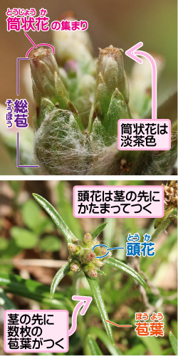 チチコグサの画像その2。筒状花の集まり/総苞。頭花は茎の先にかたまってつく。頭花/苞葉。茎の先に数枚の苞葉がつく。